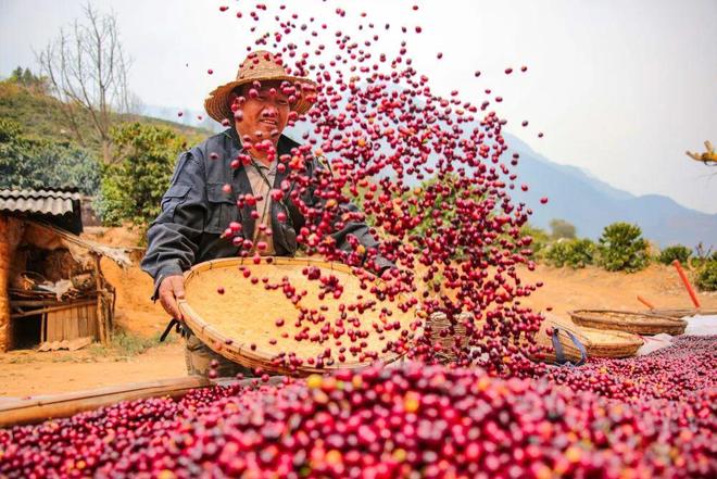 云南咖啡加快走向国际市场AG真人从原料到精品(图1) 云南咖啡加快走向国际市场AG真人从原料到精品(图1)